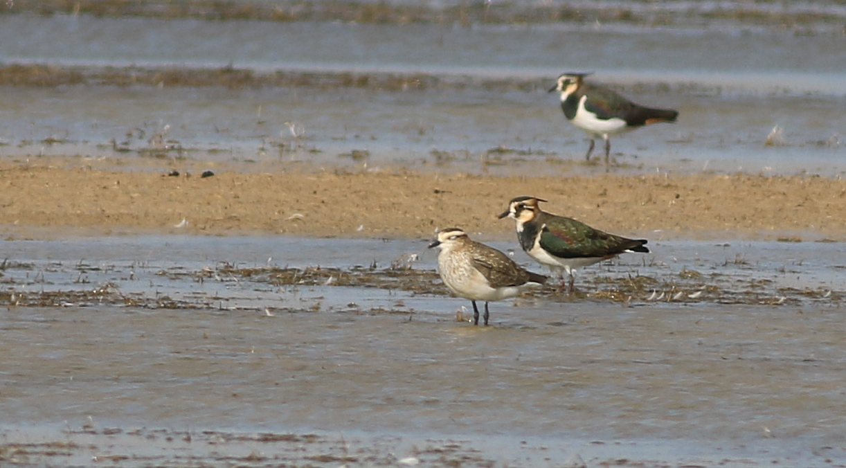 Sociable Lapwing